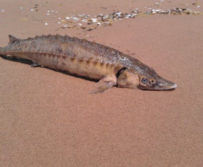 Українські вчені розробили унікальну технологію вирощування осетрових риб