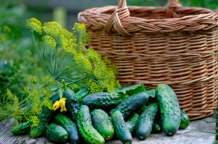 В Пермському краї пройде Свято огірка В Пермському краї пройде Свято огірка