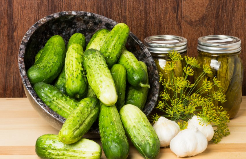 В Пермському краї пройде Свято огірка В Пермському краї пройде Свято огірка