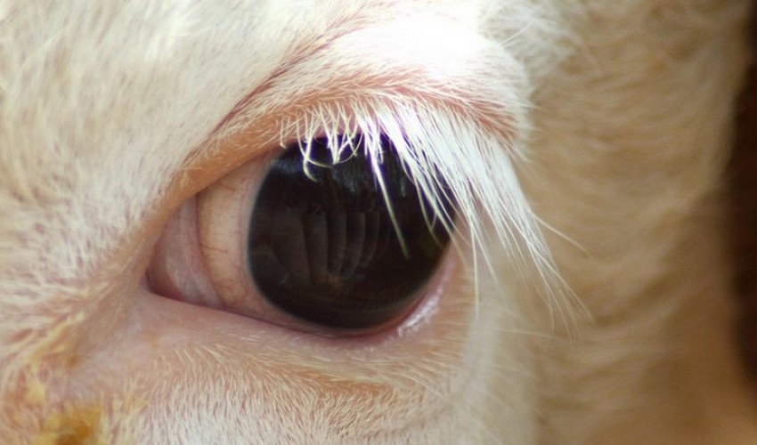 Очі корови Очі корови