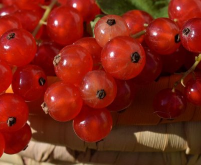 Червона смородина Цукрова: основні характеристики сорту