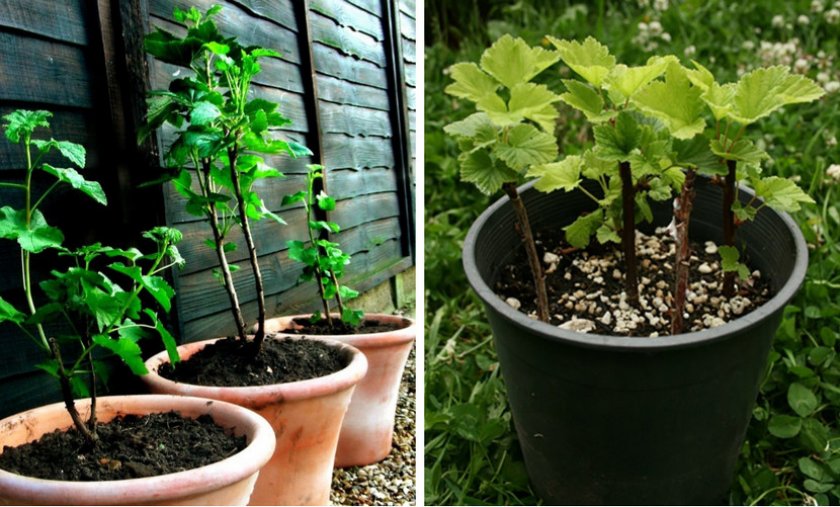 Как правильно выращивать смородину на садовом участке?