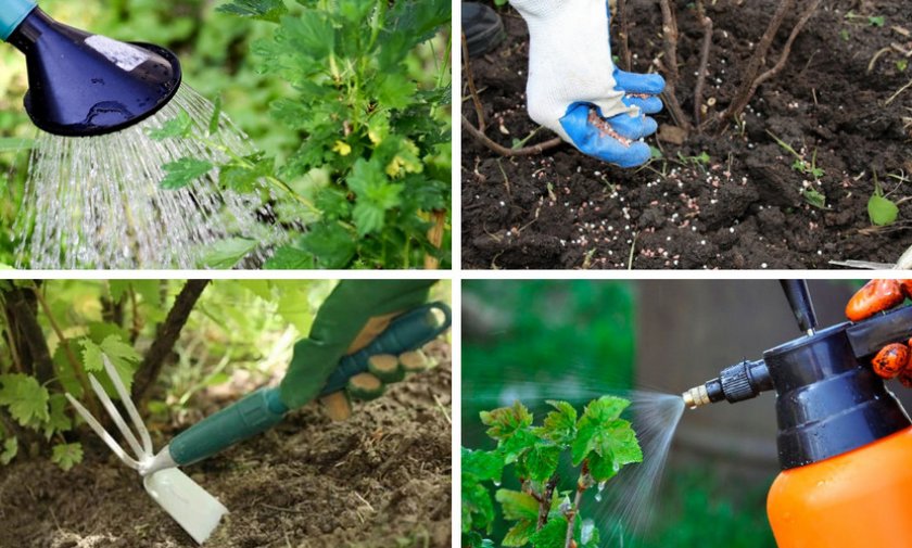 Как правильно выращивать смородину на садовом участке?