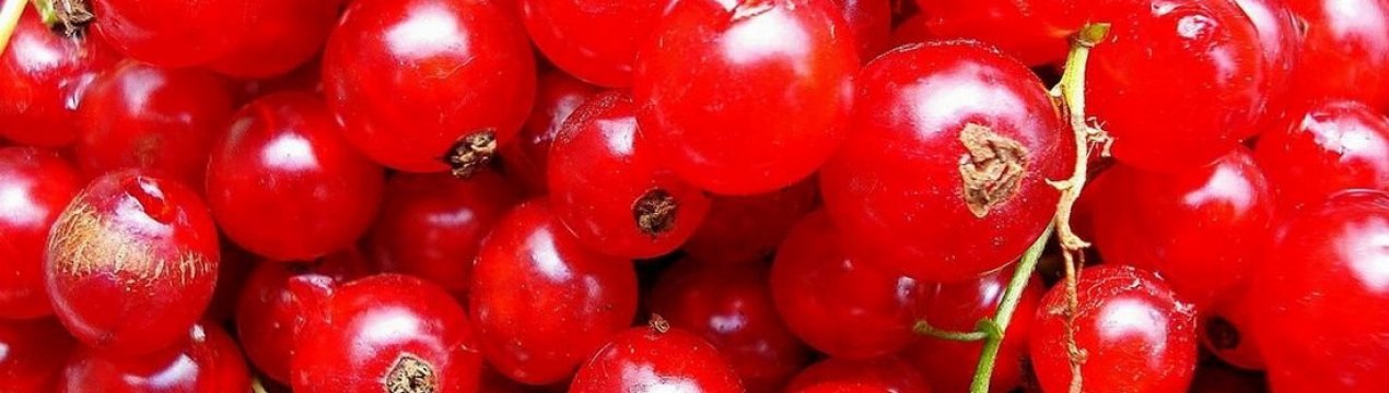 Сорт смородины розетта отзывы. . Сорт смородины розетта отзывы фото. Сорт смородины розетта отзывы-. картинка Сорт смородины розетта отзывы. картинка . Разнообразные сорта зеленой смородины все чаще появляются на участках садоводов. Они завоевывают поклонников своим кисло-сладким освежающим вкусом и устойчивостью к вредителям. Плоды богаты витаминами и микроэлементами, а содержание в них витамина С даже выше, чем в черной смородине. Из-за приятного вкуса и тонкой кожицы крупные зеленые ягодки любят дети. Их могут употреблять в пищу люди, страдающие от аллергии. Зеленая смородина имеет низкую аллергенность. Она особенно полезна для людей, страдающих сахарным диабетом. Непривычный зеленый оттенок зрелых ягод выглядит экзотично.