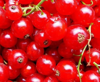 Червона смородина Розетта — основні характеристики