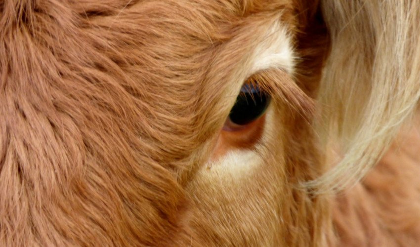 Очі корови Очі корови