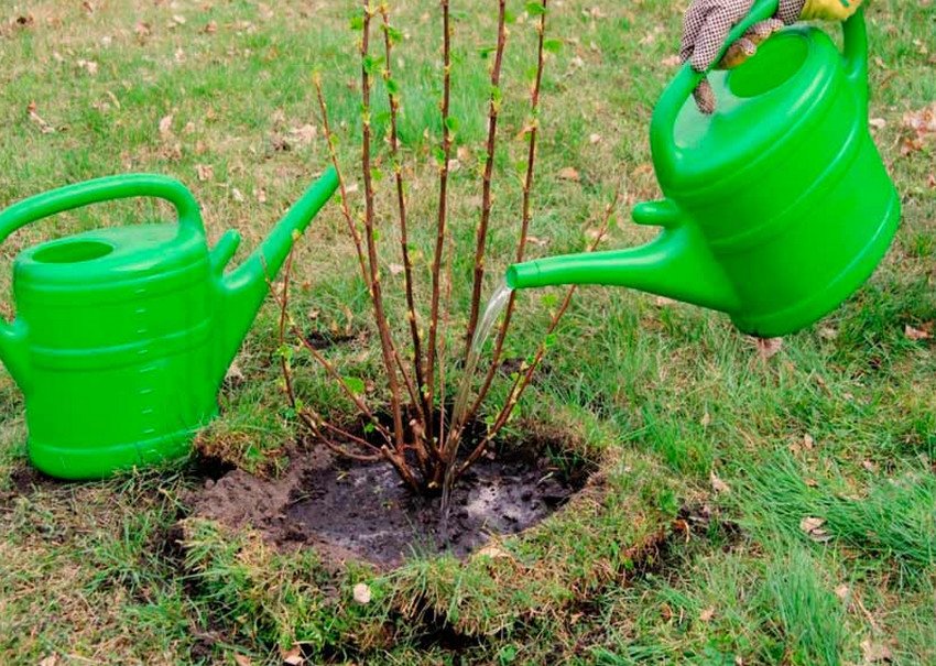 Підживлення смородини нашатирем