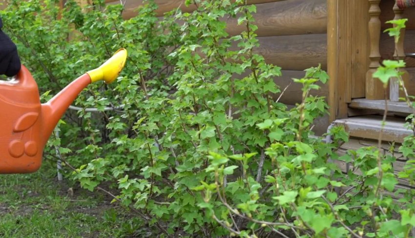 Підживлення смородини