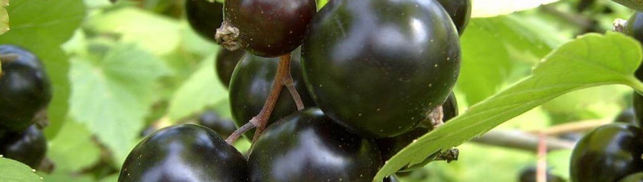 Черная смородина лучия описание сорта фото отзывы. . Черная смородина лучия описание сорта фото отзывы фото. Черная смородина лучия описание сорта фото отзывы-. картинка Черная смородина лучия описание сорта фото отзывы. картинка . Нынешним летом я закончил испытание этого сорта черной смородины, которым остался очень доволен. Самым трудным было достать этот сорт именно из первых рук, чтобы быть уверенным на все 100% процентов, что это именно он. Получил его, размножил и опробовал. Действительно, это самый крупноплодный из всех существующих сортов, какие сейчас есть, ягоды размером с пятирублевую монету, все как одна, и это при том, что в этом сезоне была сильная засуха. Это вы можете видеть на фото, сделанных мною. Сорт относится к поздним, вкус ягод обычной черной смородины. Говорю это потому, что выращиваю еще другой сорт черной смородины – Пигмей, в наших условиях он ранний, и его ягоды очень сладкие, их можно есть и есть, не отходя от куста, но их размер уступает Ядреной – в этом сезоне плоды еле дотягивали до рублевой монеты, хотя ягоды размером с рублевую монету тоже считаются крупными. Мне удавалось вырастить плоды этого сорта и с двухрублевую, и с пятирублевую монету, но их было очень мало, а на Ядреной они все одна к одной. Тем более что сорт очень урожайный, куст полностью облеплен плодами, ветки обязательно нужно подвязывать, иначе они могут сломаться под их тяжестью. Когда выносим на рынок ягоды этого сорта, их разбирают моментально, и именно из-за крупноплодности.