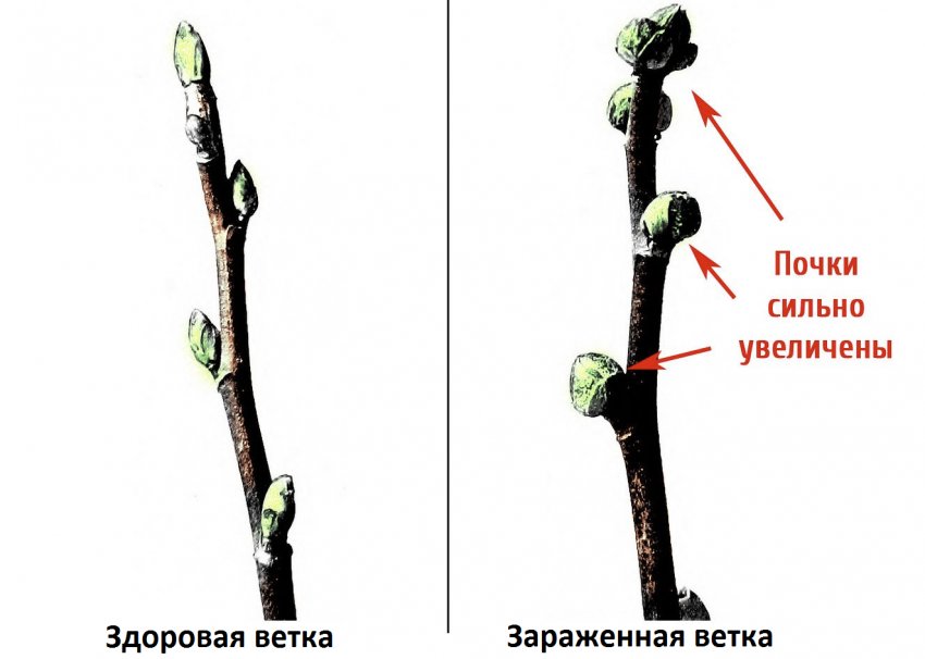 Смородина сорт русалочка и пигмей. 99223.pu2i00.850. Смородина сорт русалочка и пигмей фото. Смородина сорт русалочка и пигмей-99223.pu2i00.850. картинка Смородина сорт русалочка и пигмей. картинка 99223.pu2i00.850. Черная смородина высоко оценена за полезность плодов, несмотря на то, что они чрезмерно кислые. Плоды гибридов, как например сорт смородины Пигмей, обладая уникальностью, приобрели при селекции десертные сладкие вкусовые качества и крупный размер. Черная смородина Пигмей выведена В. С. Ильиным на базе Южно-Уральского научно-исследовательскоо института, он скрестил «Сеянец Голубки» с «Бредторпом», в государственный реестр культуру включили в 1999 году. Смородина сорта Пигмей была районирована в сибирском и дальневосточном регионах, однако, благодаря устойчивости к зиме, выносливости и показателю урожайности, получила широкое распространение в европейских российских регионах и в других граничащих с нами государствах.