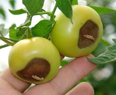 Коричневі плями на помідорах: причини, методи позбавлення та профілактики