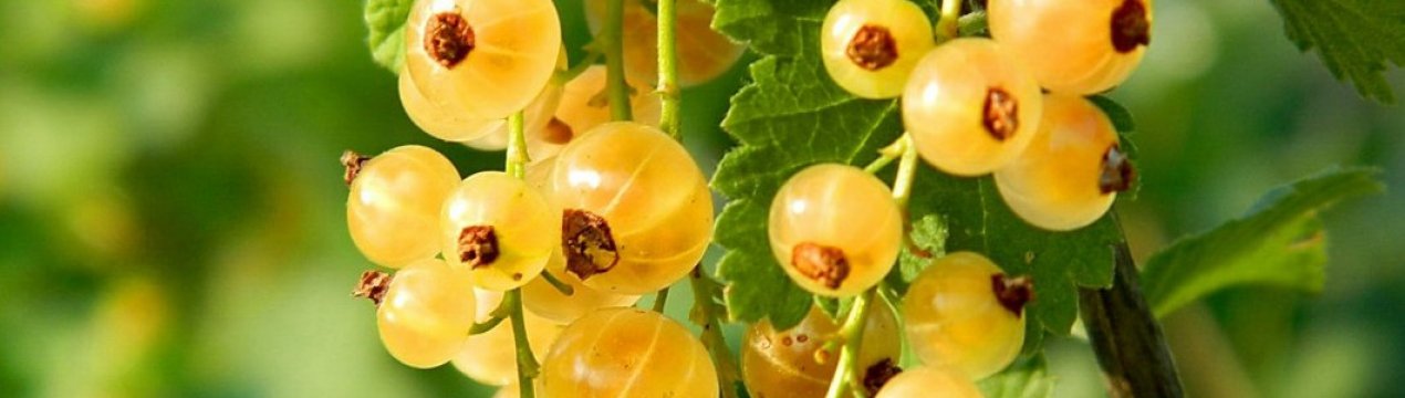 Жовта Імператорська смородина — опис і особливості