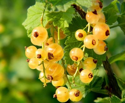 Жовта Імператорська смородина — опис і особливості