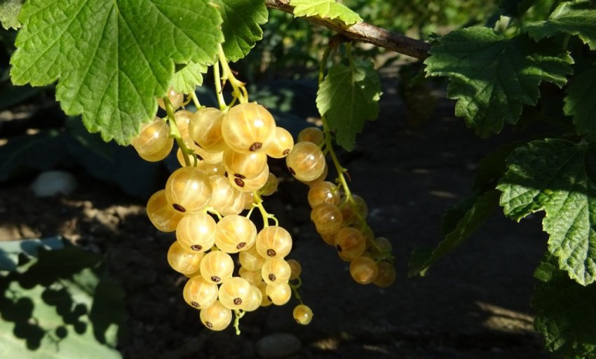 Жовта Імператорська смородина