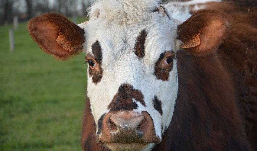 Очі корови Очі корови