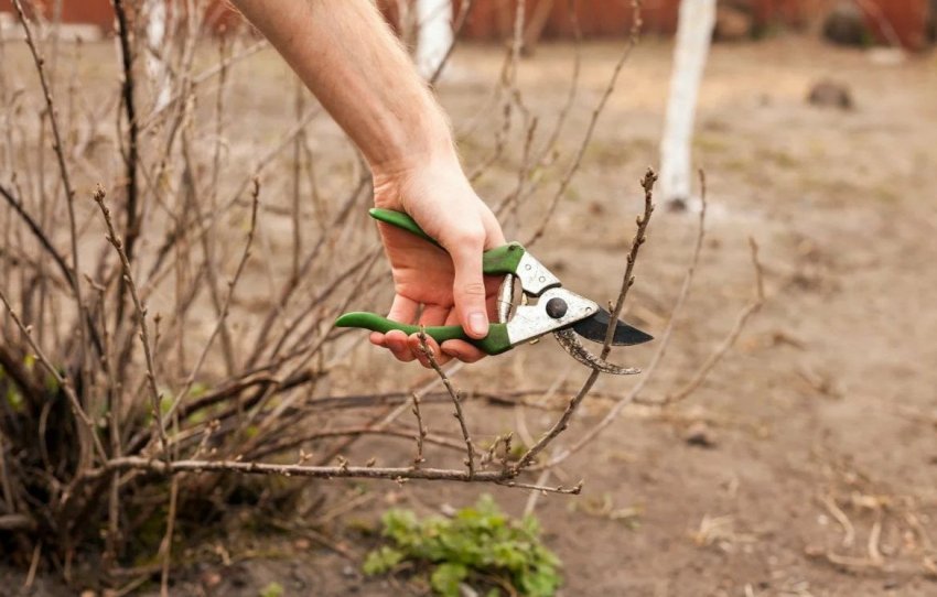 Обрізка смородини