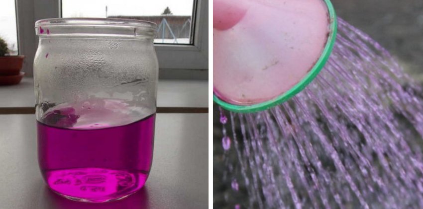 Обробка смородини окропом з перманганатом калію