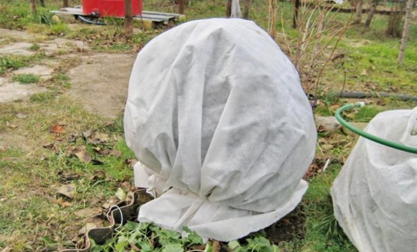 Підготовка смородини до зими