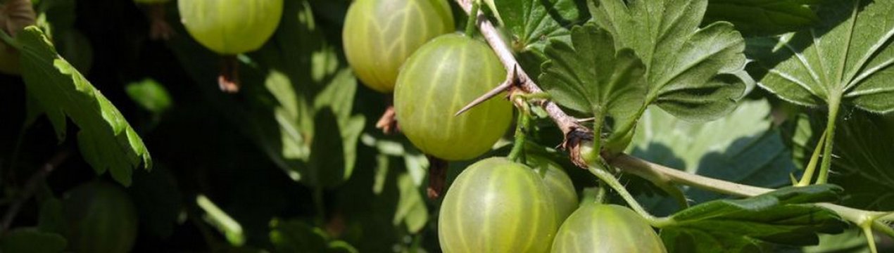 Уральський виноград — зовнішній вигляд і основні характеристики сорту
