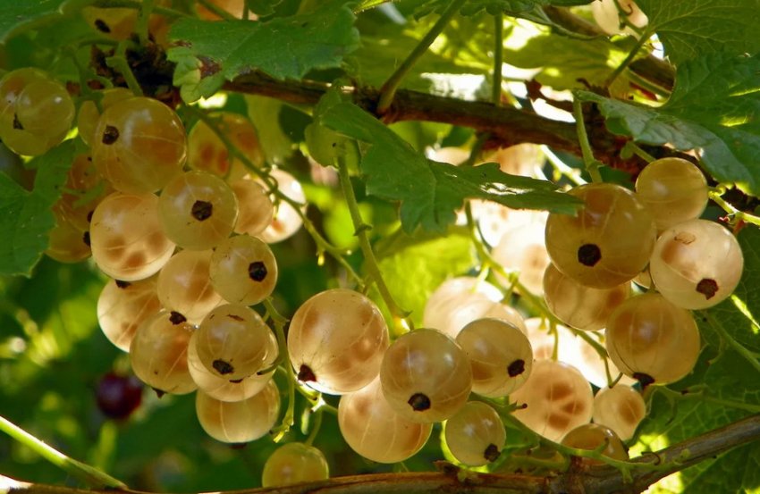 Жовта Імператорська смородина