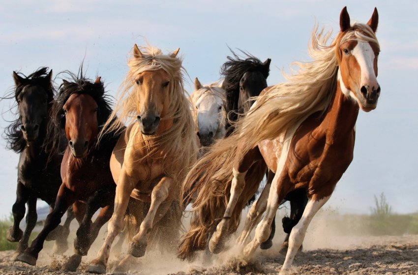 Татарські фермери порадують гостей сибірського Сабантую кінними скачками і навчать правильно готувати баранину