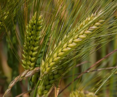 Херсонські аграрії намолотили перший мільйон тонн зерна