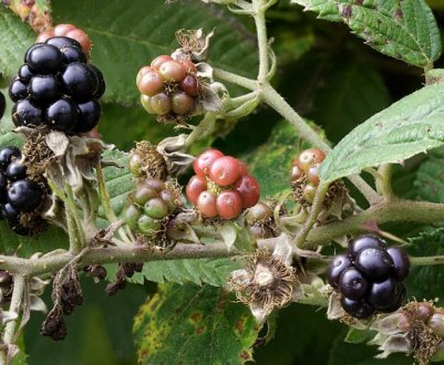 Хвороби та шкідники ожини: симптоми, лікування