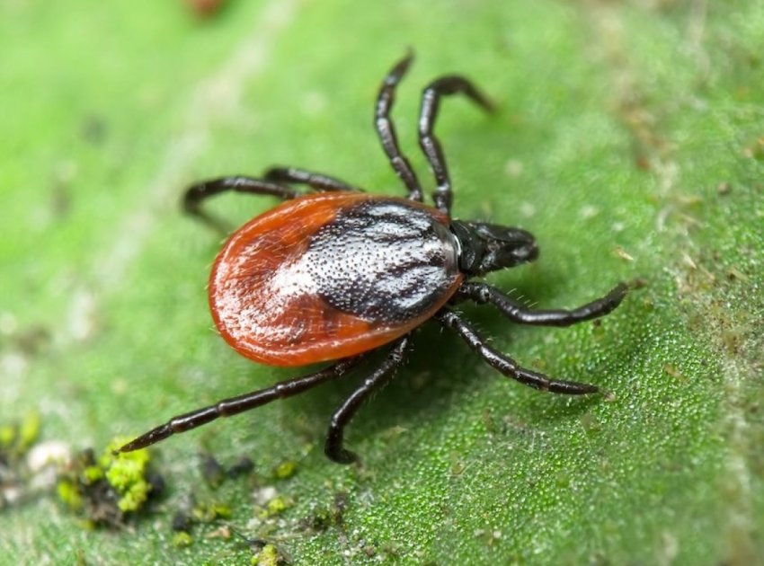 Кліщі «закохалися» в співробітників російського сільського господарства Кліщі «закохалися» в співробітників російського сільського господарства