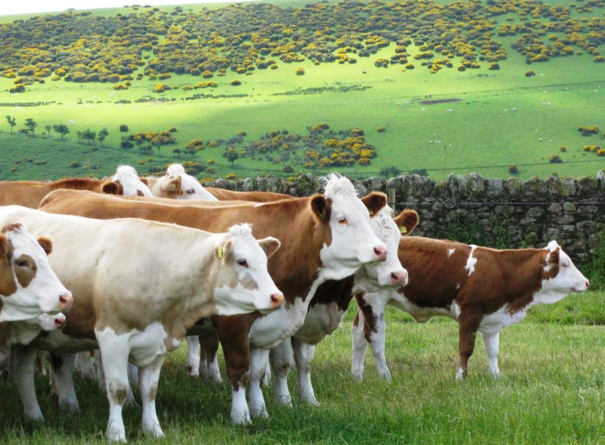 Рязанські аграрії освоїли рівно половину кормових полів