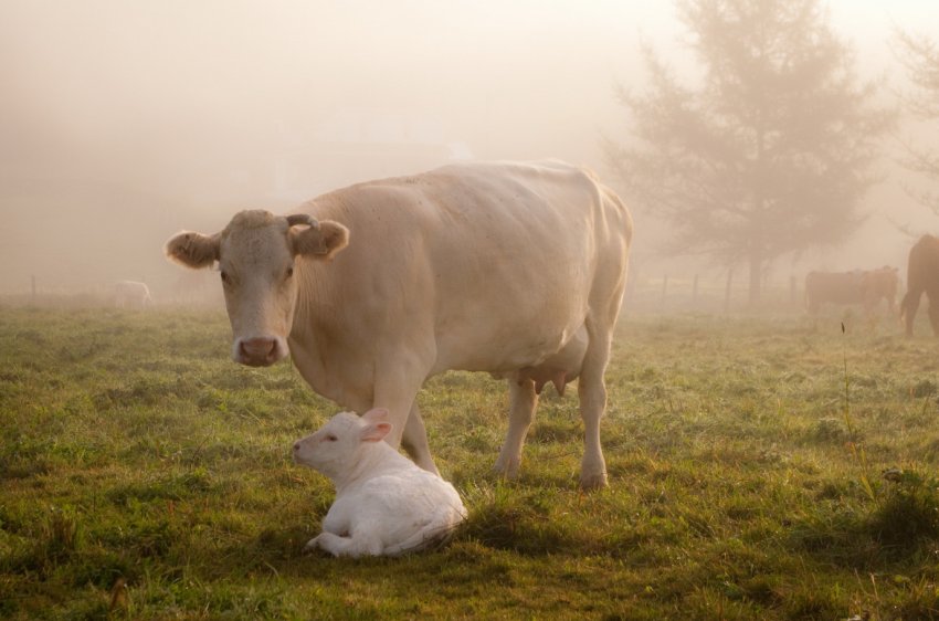 На Уралі застрелили ведмедя, який тероризував місцевий худобу