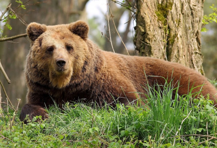 На Уралі застрелили ведмедя, який тероризував місцевий худобу
