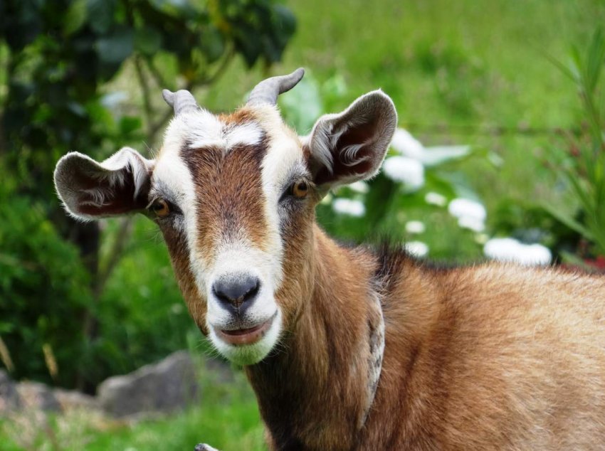 Осетинські тваринники допоможуть відновити колишню чисельність унікальних козлов з Червоної книги Осетинські тваринники допоможуть відновити колишню чисельність унікальних козлов з Червоної книги