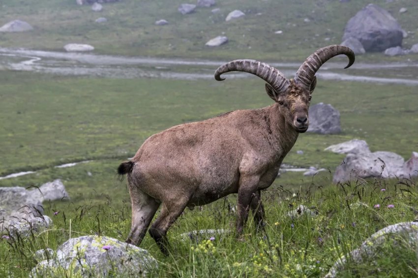 Осетинські тваринники допоможуть відновити колишню чисельність унікальних козлов з Червоної книги Осетинські тваринники допоможуть відновити колишню чисельність унікальних козлов з Червоної книги