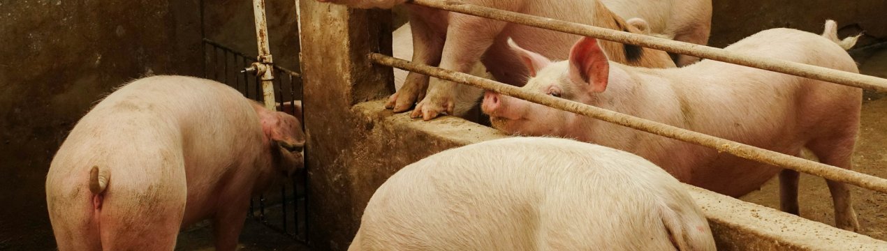 Китай заявляє, що спалахи африканської чуми свиней стають все рідше