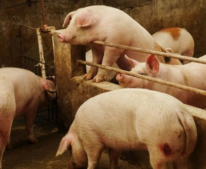 Китай заявляє, що спалахи африканської чуми свиней стають все рідше