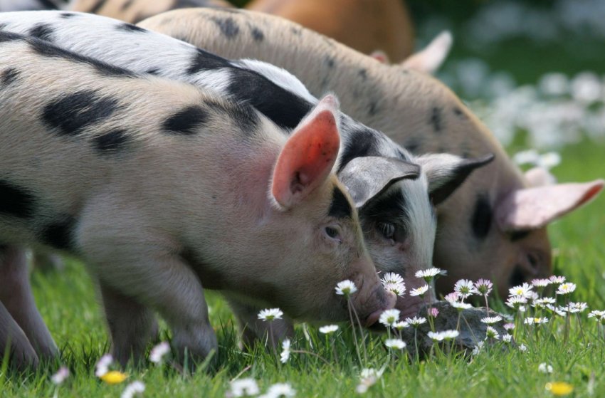 Китай заявляє, що спалахи африканської чуми свиней стають все рідше