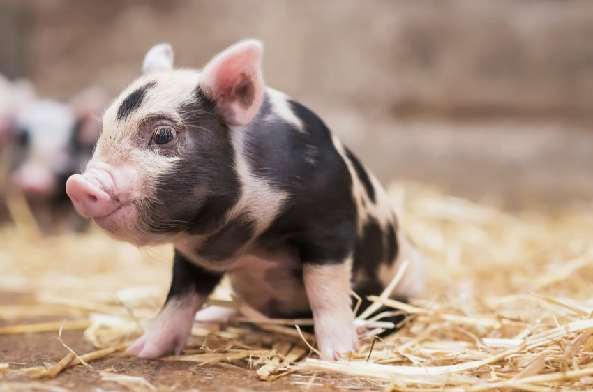 Китай заявляє, що спалахи африканської чуми свиней стають все рідше