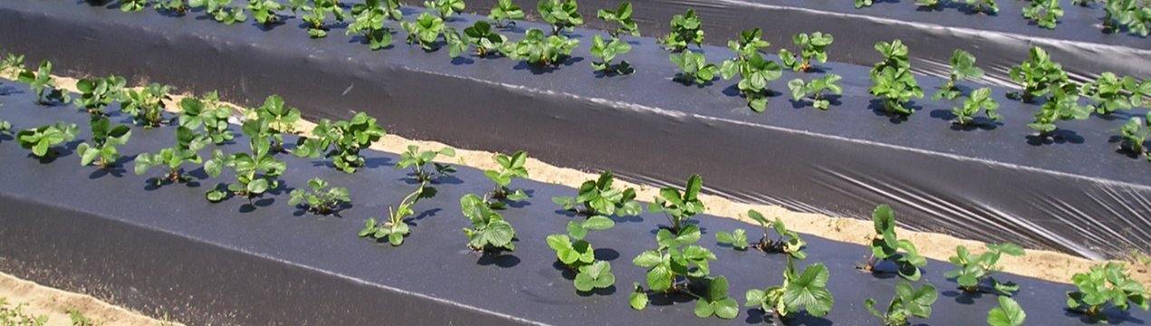 Китай обіцяє підвищити рівень утилізації сільській пластикової мульчі