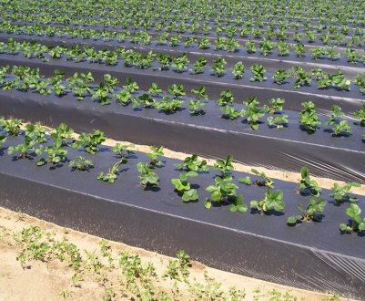 Китай обіцяє підвищити рівень утилізації сільській пластикової мульчі