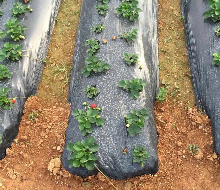 Китай обіцяє підвищити рівень утилізації сільській пластикової мульчі