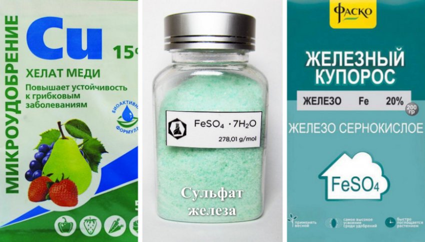 Почему засохли завязи ежевики. 99397.pu3wu0.850. Почему засохли завязи ежевики фото. Почему засохли завязи ежевики-99397.pu3wu0.850. картинка Почему засохли завязи ежевики. картинка 99397.pu3wu0.850. Желтая ежевика свидетельствует о развитии опасных болезней, к лечению которых нужно незамедлительно приступать.