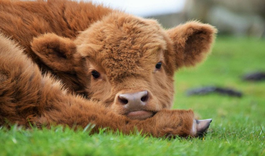 Очі корови Очі корови