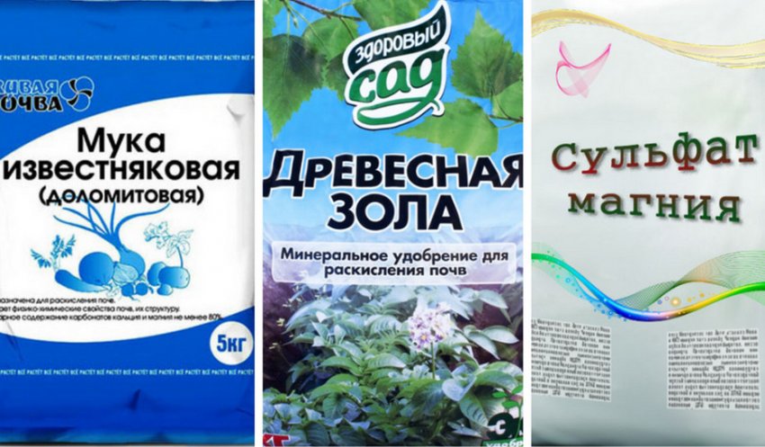 Почему засохли завязи ежевики. . Почему засохли завязи ежевики фото. Почему засохли завязи ежевики-. картинка Почему засохли завязи ежевики. картинка . Желтая ежевика свидетельствует о развитии опасных болезней, к лечению которых нужно незамедлительно приступать.