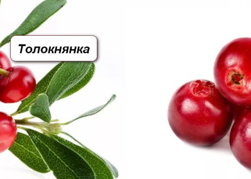 Чем различаются между собой толокнянка и брусника