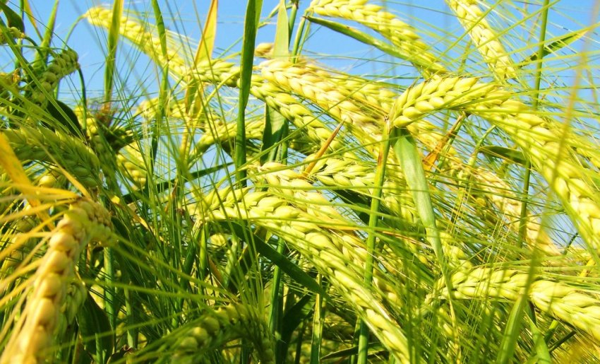 Татарстан робить ставку на ячмінь для виробництва пива Татарстан робить ставку на ячмінь для виробництва пива