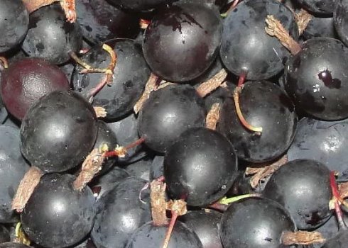 Сорти аґрусу з чорними плодами: зовнішній вигляд, характеристики