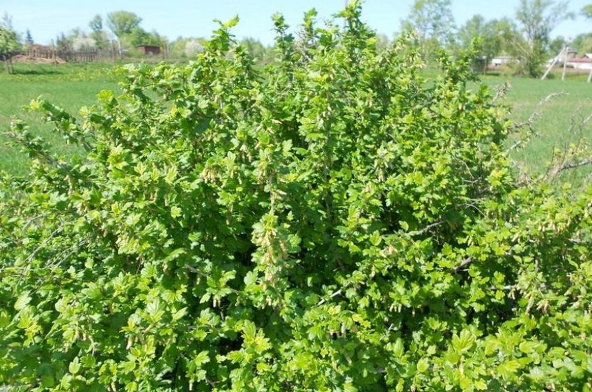 Кущ аґрусу Кущ аґрусу