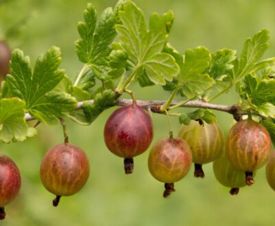 Агрус для Ленінградської області: який сорт вибрати, головні особливості