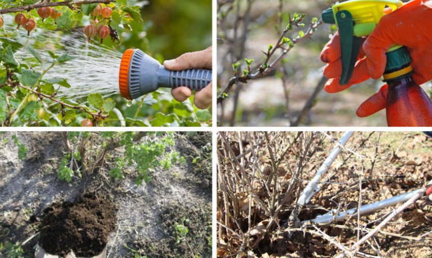 Догляд за агрусом