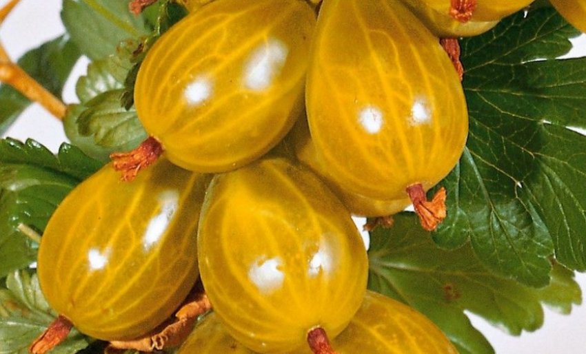 Агрус Золотистий виноград